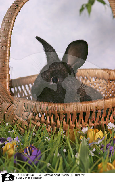 Kaninchenjunges im Krbchen / bunny in the basket / RR-04930