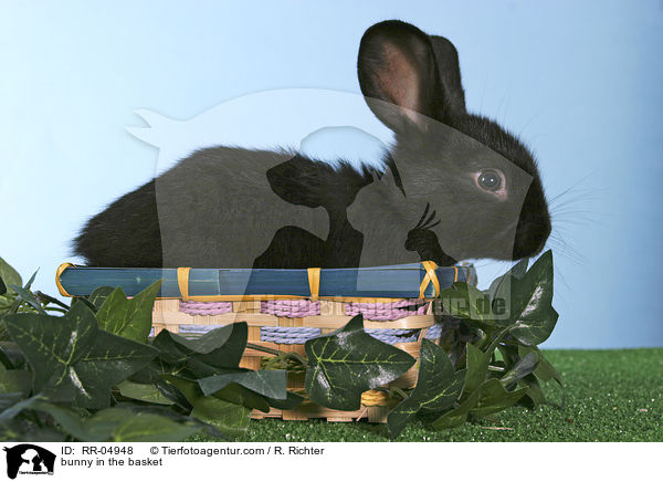Kaninchenjunges im Krbchen / bunny in the basket / RR-04948