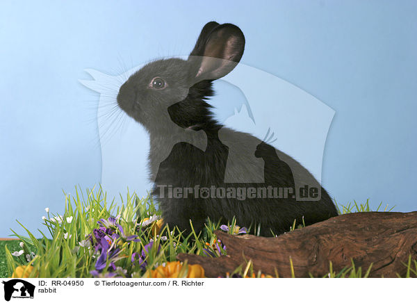 Kaninchen / rabbit / RR-04950