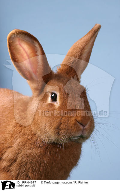 Kaninchen Portrait / rabbit portrait / RR-04977