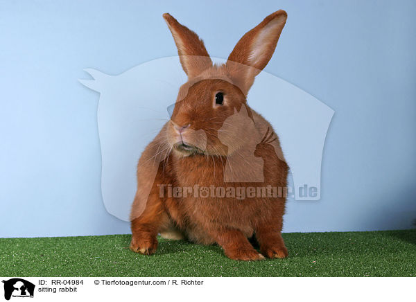 sitzendes Kaninchen / sitting rabbit / RR-04984