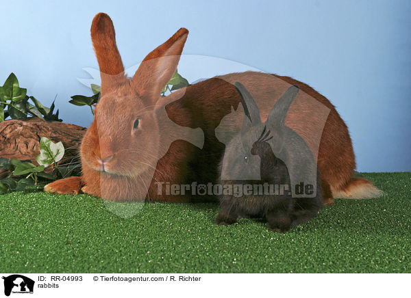 Kaninchen mit Jungem / rabbits / RR-04993