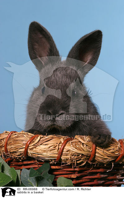 Kaninchen im Krbchen / rabbits in a basket / RR-06988