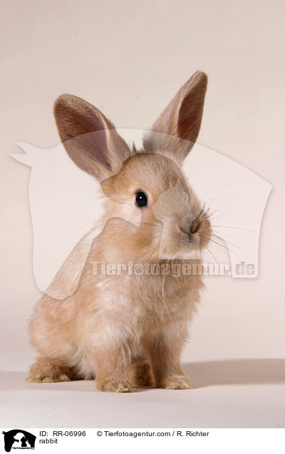 Kaninchen / rabbit / RR-06996