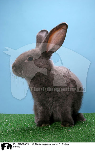 Kaninchen / bunny / RR-07885