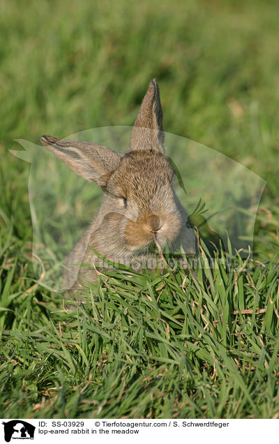 Widderkaninchen im Gras / lop-eared rabbit in the meadow / SS-03929