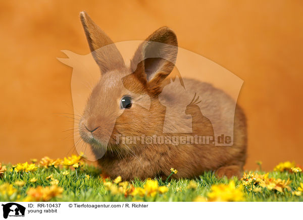 junges Kaninchen / young rabbit / RR-10437