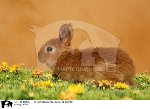 junges Kaninchen / young rabbit / RR-10439