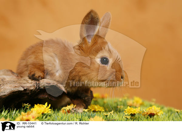 junges Kaninchen / young rabbit / RR-10441