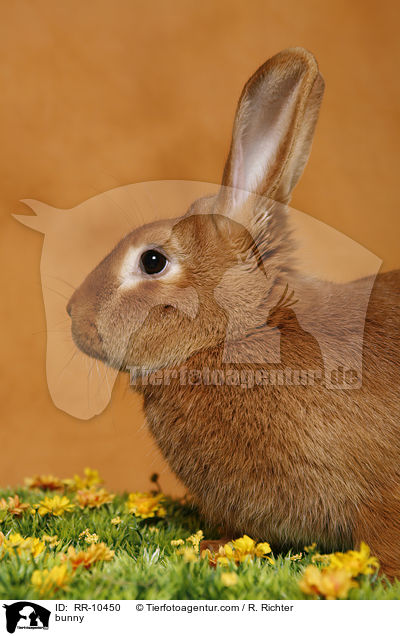 Kaninchen / bunny / RR-10450