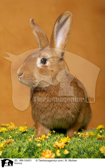 Kaninchen / bunny / RR-10451