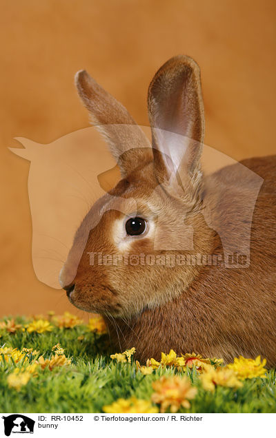Kaninchen / bunny / RR-10452