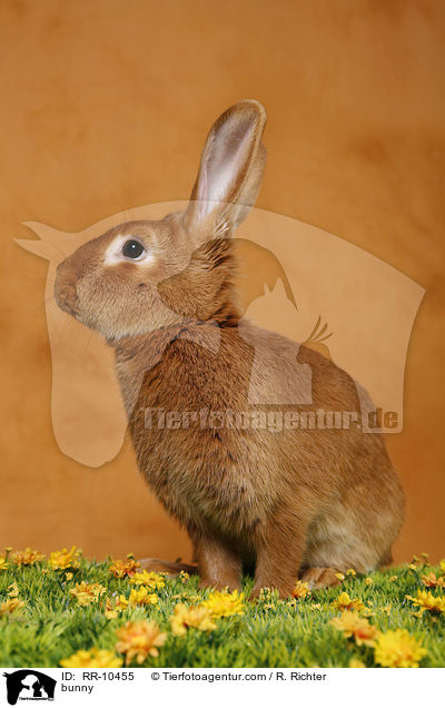 Kaninchen / bunny / RR-10455