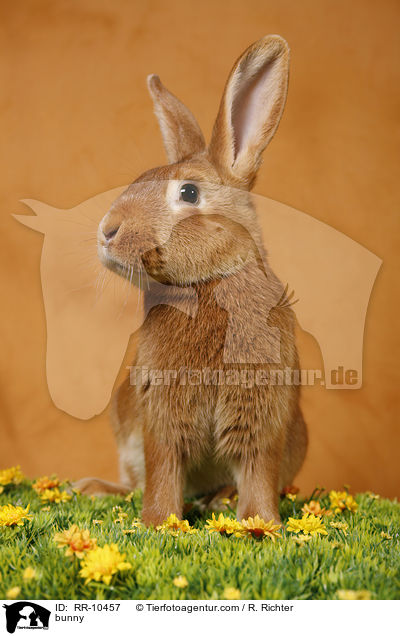 Kaninchen / bunny / RR-10457