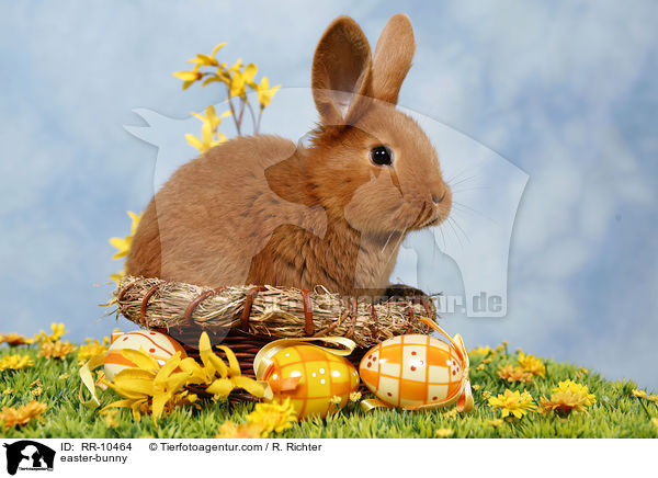 sterhschen / easter-bunny / RR-10464