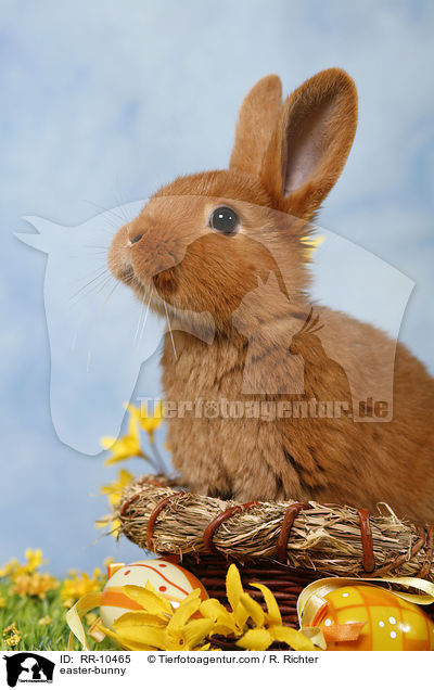 sterhschen / easter-bunny / RR-10465