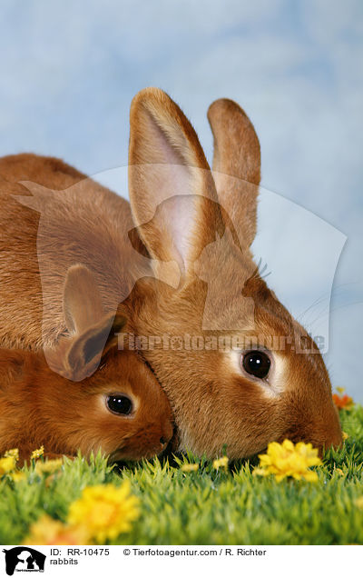 Kaninchenfamilie / rabbits / RR-10475