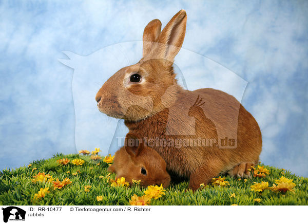 Kaninchenfamilie / rabbits / RR-10477