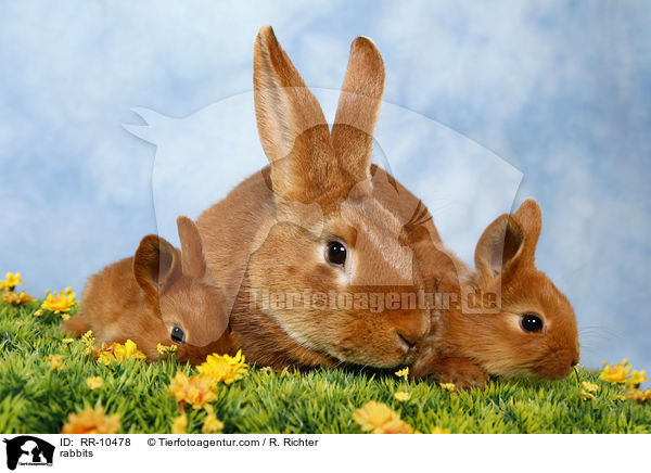 Kaninchenfamilie / rabbits / RR-10478