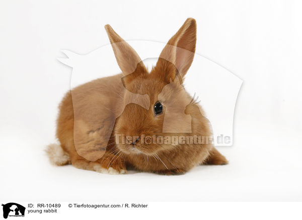 junges Kaninchen / young rabbit / RR-10489