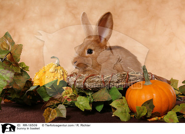 Kaninchen im krbchen / bunny in basket / RR-18509