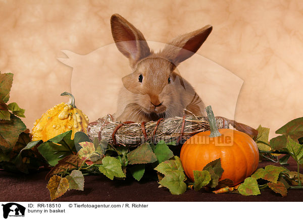 Kaninchen im krbchen / bunny in basket / RR-18510