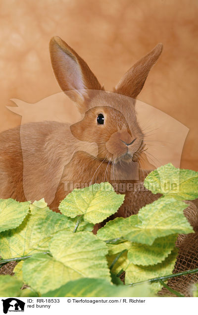 rotes Kaninchen / red bunny / RR-18533