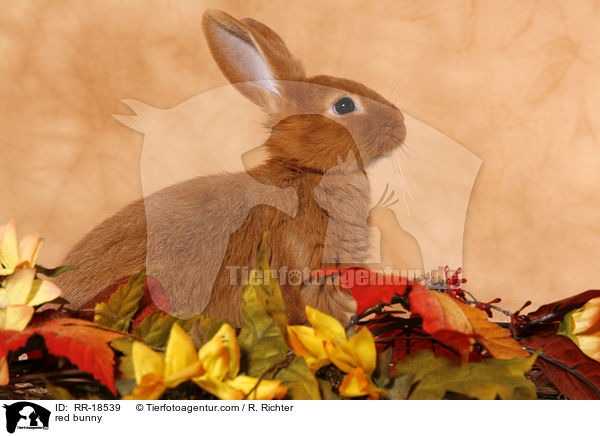 rotes Kaninchen / red bunny / RR-18539