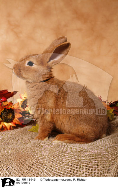rotes Kaninchen / red bunny / RR-18545