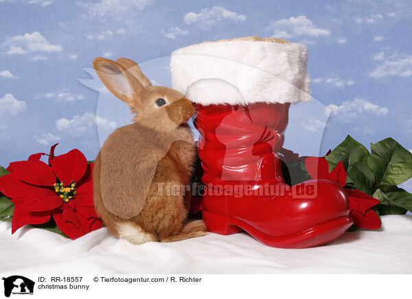 Weihnachtskaninchen / christmas bunny / RR-18557