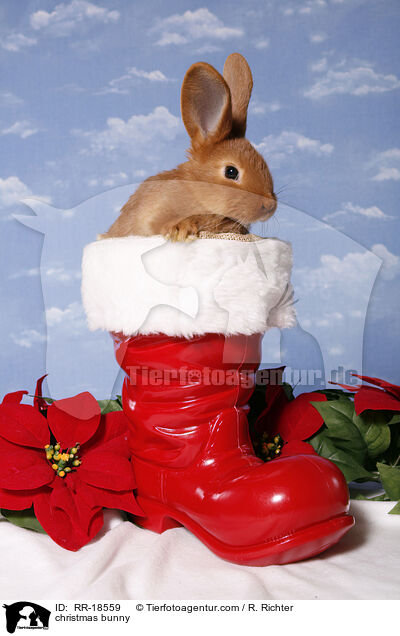 Weihnachtskaninchen / christmas bunny / RR-18559