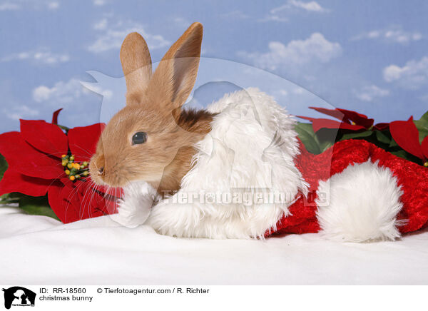 Weihnachtskaninchen / christmas bunny / RR-18560