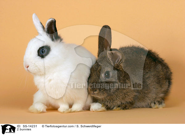 2 Kaninchen / 2 bunnies / SS-14231