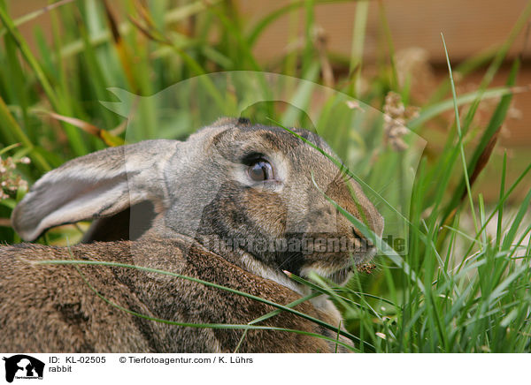 Kaninchen / rabbit / KL-02505