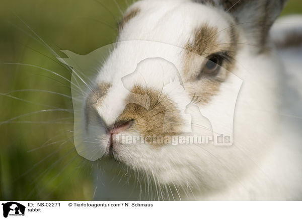 Kaninchen / rabbit / NS-02271