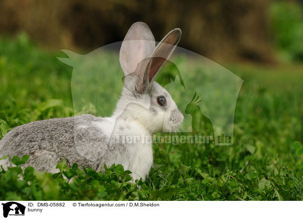 Kaninchen / bunny / DMS-05882