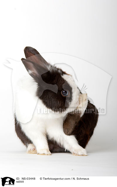 Kaninchen / rabbit / NS-03448