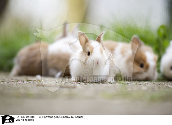 junge Kaninchen / young rabbits / NN-05888