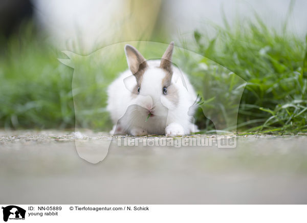 junges Kaninchen / young rabbit / NN-05889