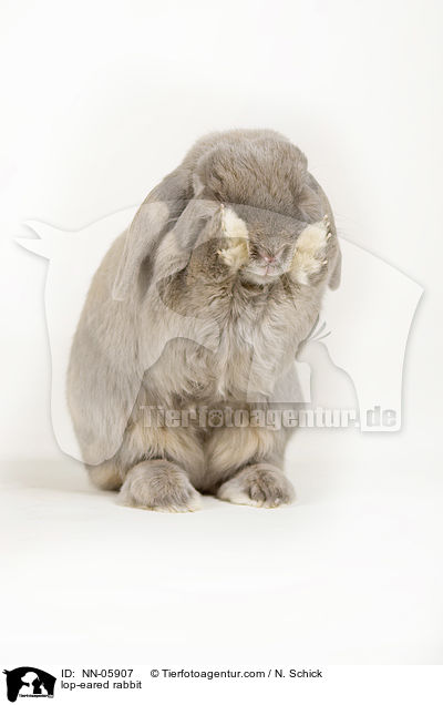 Widderkaninchen / lop-eared rabbit / NN-05907