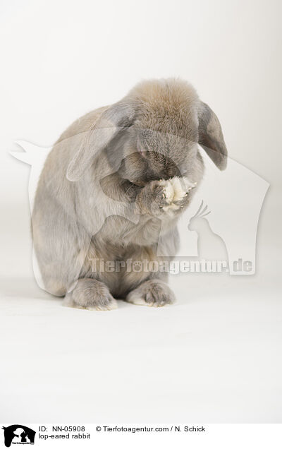 Widderkaninchen / lop-eared rabbit / NN-05908