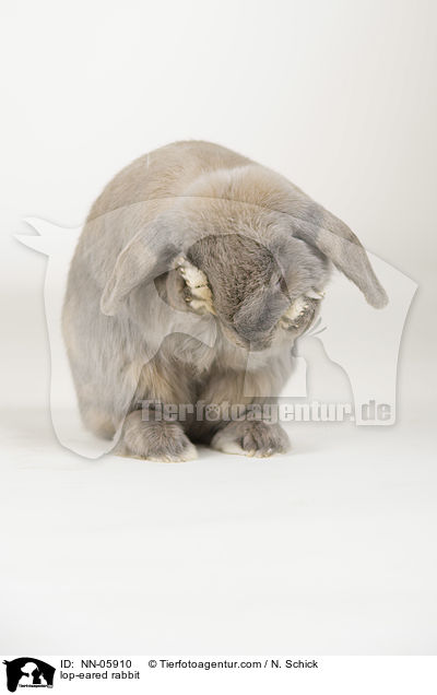Widderkaninchen / lop-eared rabbit / NN-05910