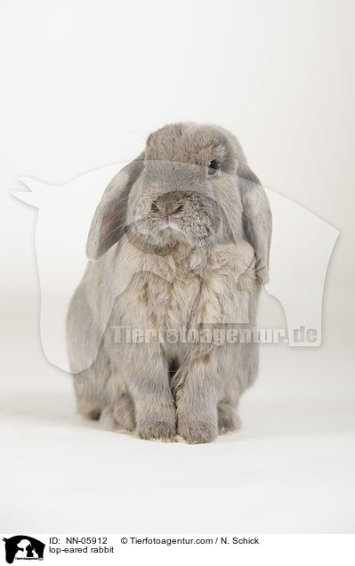 Widderkaninchen / lop-eared rabbit / NN-05912