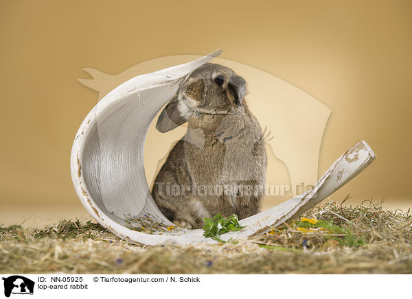 Widderkaninchen / lop-eared rabbit / NN-05925