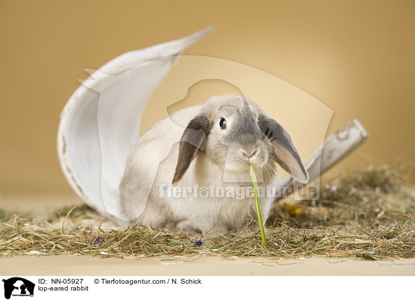 Widderkaninchen / lop-eared rabbit / NN-05927