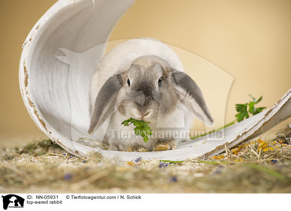 Widderkaninchen / lop-eared rabbit / NN-05931