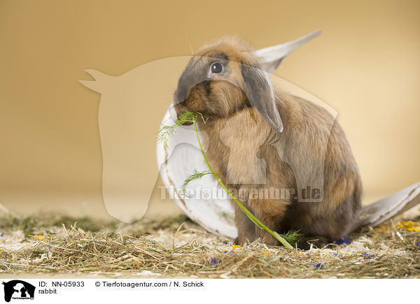 Widder-Lwenkpfchen-Mix / rabbit / NN-05933