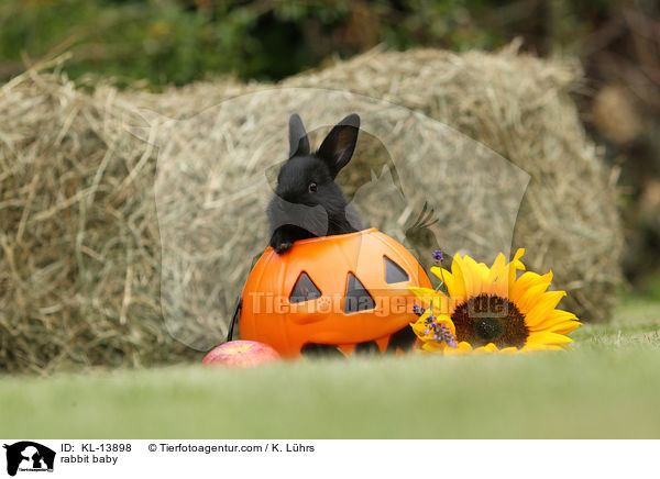 Kaninchen Baby / rabbit baby / KL-13898