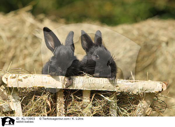 Kaninchen Babies / rabbit babies / KL-13903