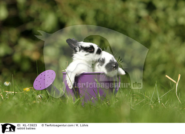 Kaninchen Babies / rabbit babies / KL-13923